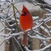 Rob Cardinal