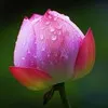 sruthi