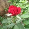Shashi Kumar
