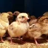 Agrohen poultry