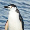 Emma Penguin