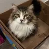 Isabella