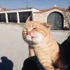 Artem