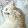 Alishah