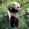 Collin Xia