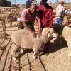 Mojalefa Simon Mokoena