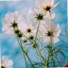Preethi
