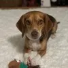 Stephanie Deibler