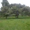 abeje abrham