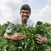 Harshal Pande