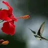 Aabid hussain