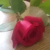 red Rose