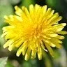 Nagamma Gumma