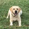 Merrills Detector Dog Services
