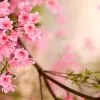Imaan Qazi