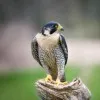 Muhammad Asif