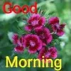 Mohamed Abbas
