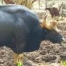 Barani