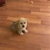 Dottie Allen