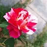 Bushra Ali