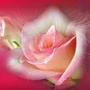 Rose Damico