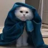 Amira