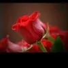MD HASEEM AKHTER