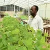 Dawit Albene