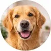 The pet mind