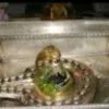 RAMAMOHAN MANDARAPU