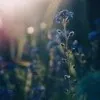 Riswana
