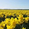 Shannon Nicholson