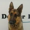 Snowcrest Kennels
