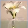 Lilly Josephfin