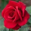 Khaing Zar Oo