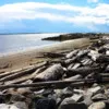 Alice Steveston