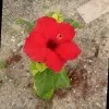 Mannam Sowmya