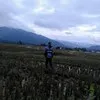 Cinta Berduri