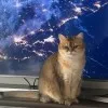 Cornelius Enterprise