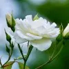 Animesh Jana