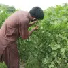 Muhammad Waqas