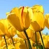 BOOPATHIRAJA Gurusamy