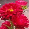 Sujitha