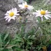 Sehrish Botanist