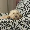 Maggie