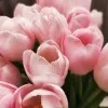 Fatemah AbdulAmeer