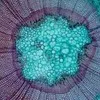 IPBio Intellectual Property and the Biosciences