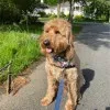 Michael Pisano