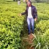 Symon maina