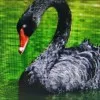 Ebony Swan